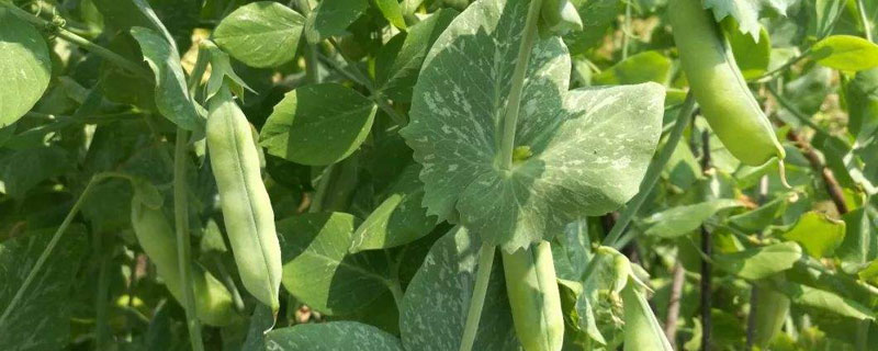 蠶豆種植時(shí)間和方法