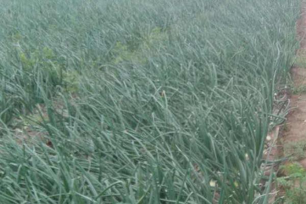 洋蔥春季什么時候澆水