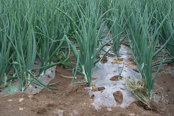 洋蔥春季什么時候澆水