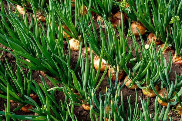 洋蔥春季什么時候澆水