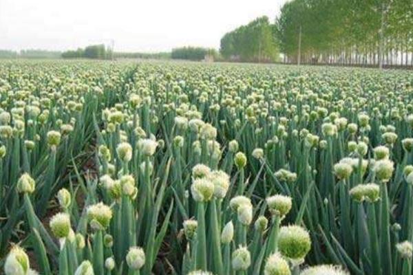 洋蔥春季什么時候澆水