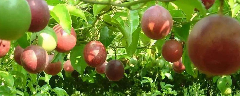 百香果每畝投資成本