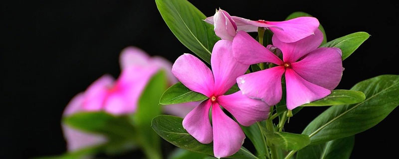 五瓣梅的養殖方法