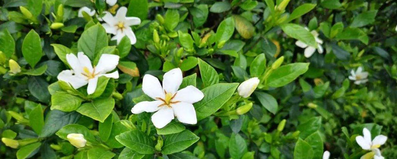 梔子花的養殖方法和注意事項北方