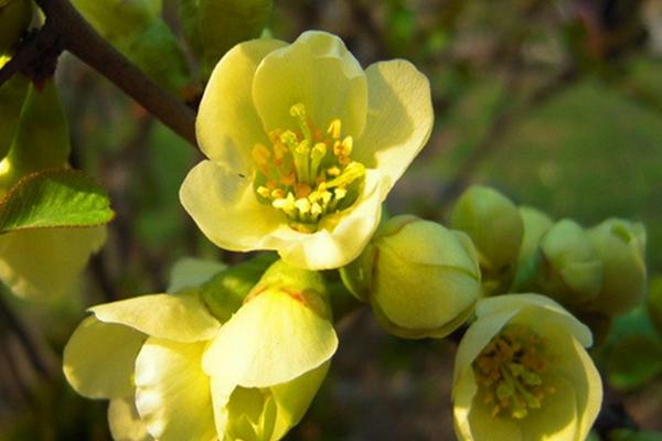 綠海棠花的養殖方法和注意事項