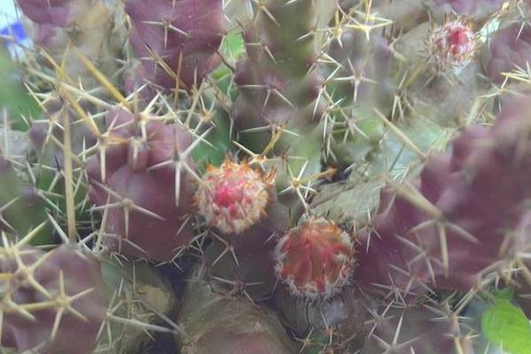 美花角的養殖方法