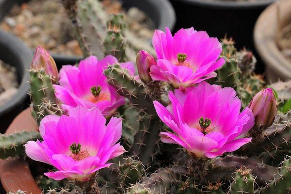 美花角的養殖方法