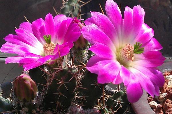 美花角的養殖方法