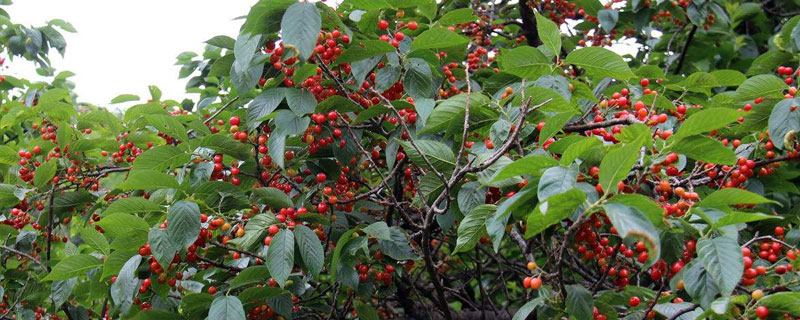 櫻桃樹卷葉的治療方法