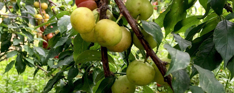 李子種子怎么種植苗