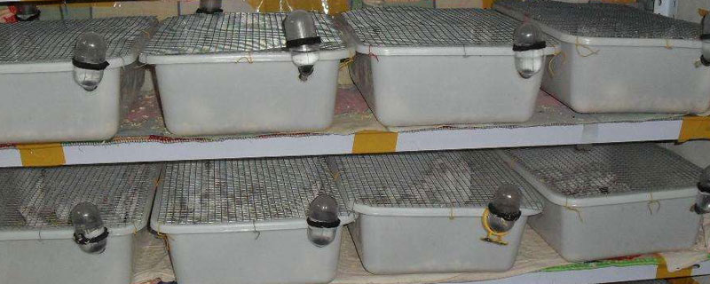 樓房室內(nèi)小型養(yǎng)殖項(xiàng)目