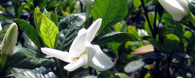 梔子花種子的養殖方法和注意事項