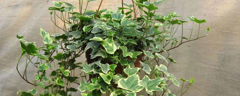 常春藤圖片及養殖方法