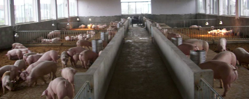 豬用阿莫西林的作用