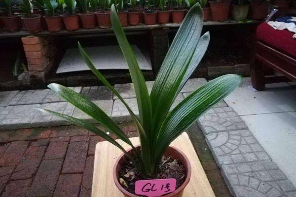 君子蘭的養殖方法和注意事項換盆