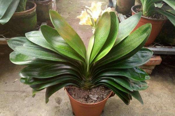 君子蘭的養殖方法和注意事項換盆