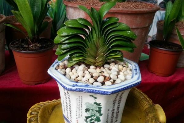 君子蘭的養殖方法和注意事項換盆