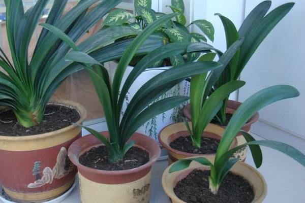 君子蘭的養殖方法和注意事項換盆