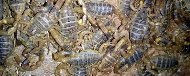 蝎子養殖的關鍵難點在哪