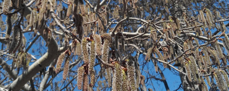 白楊樹花的功效與作用