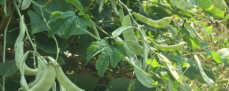 適合春天種植的農作物