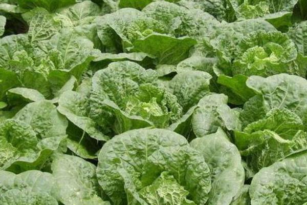 春白菜種植技術