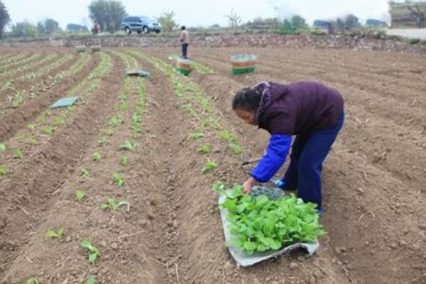 春白菜種植技術