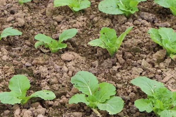 春白菜種植技術