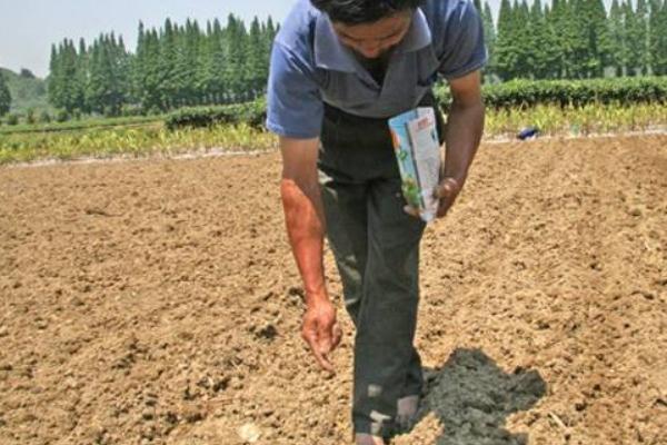 春白菜種植技術