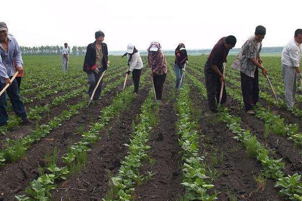 蕓豆的種植方法