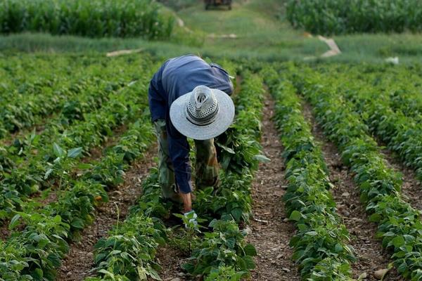 蕓豆的種植方法