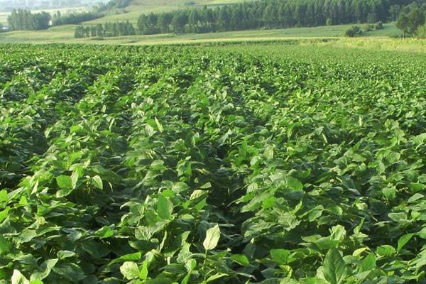 蕓豆的種植方法