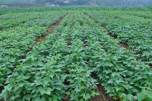 蕓豆的種植方法