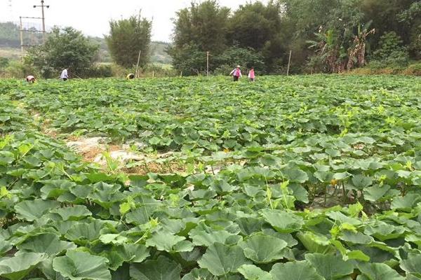 貴族南瓜種植技術