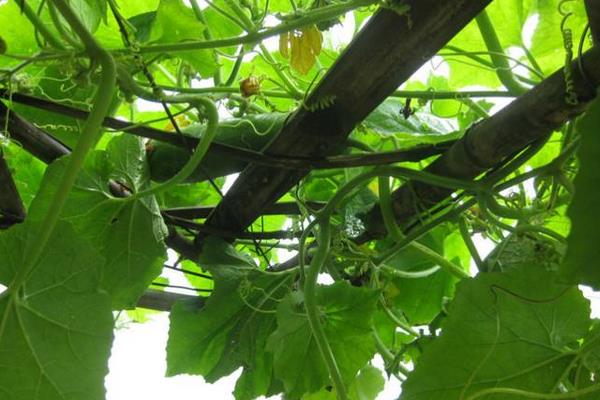 貴族南瓜種植技術