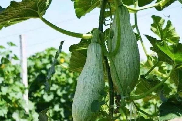 貴族南瓜種植技術