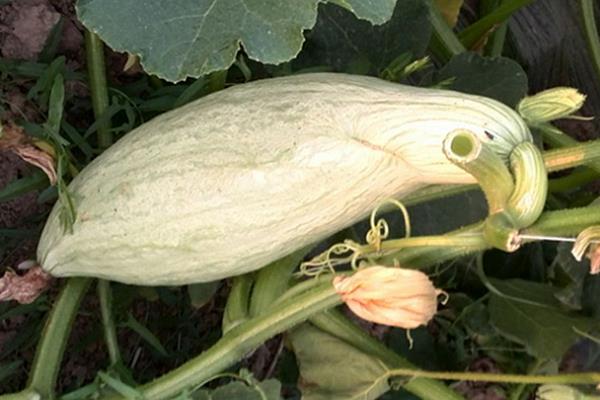 貴族南瓜種植技術