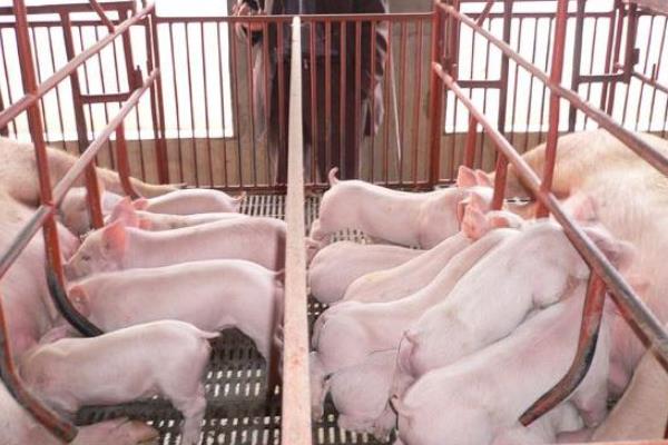 仔豬斷奶三種方法