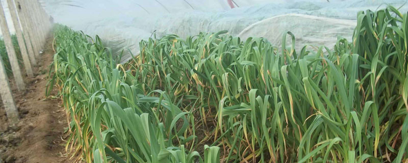 北方春播大蒜的種植