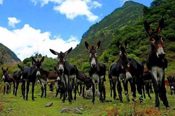 毛驢養(yǎng)殖條件