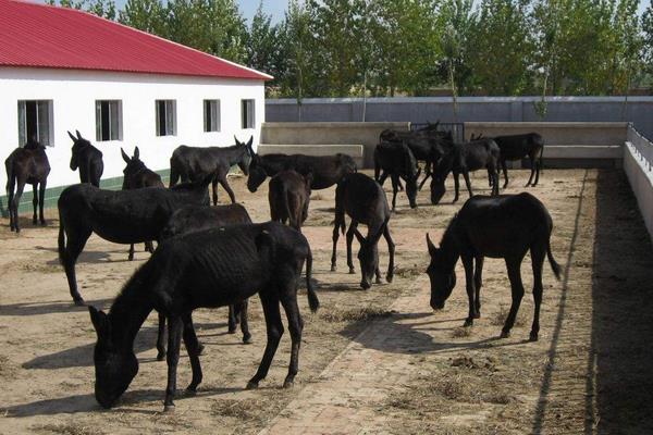 毛驢養(yǎng)殖條件