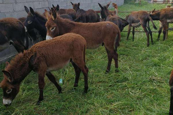 毛驢養(yǎng)殖條件