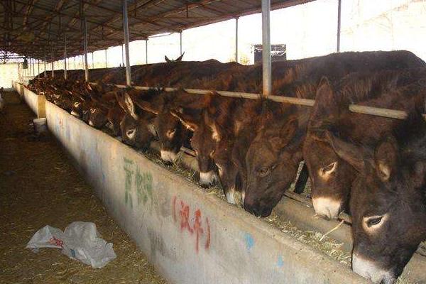 毛驢養(yǎng)殖條件