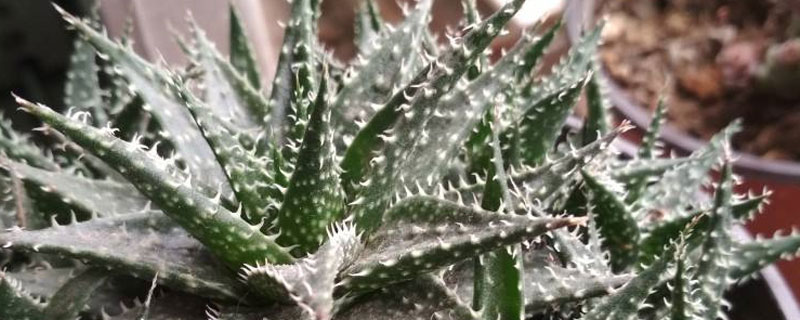 雪花蘆薈的養殖方法