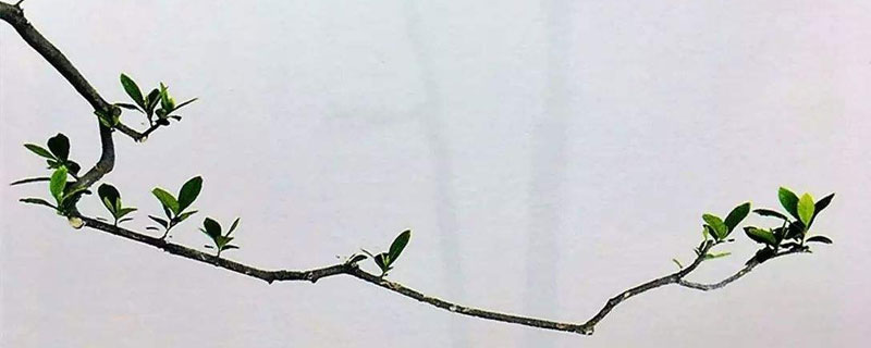 水橫枝養(yǎng)殖方法