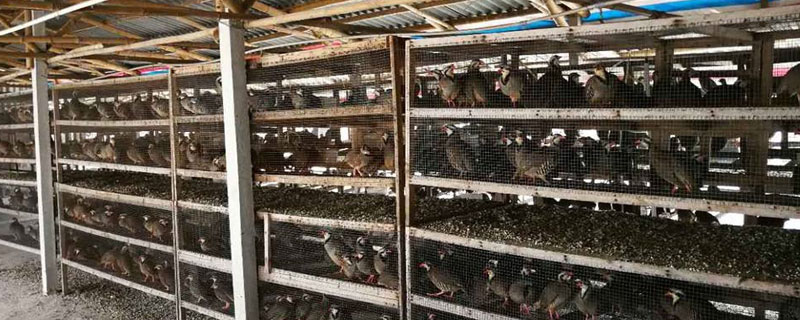 投資小占地少的養殖項目