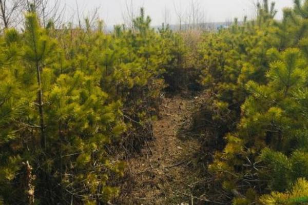 環嗪酮使用方法