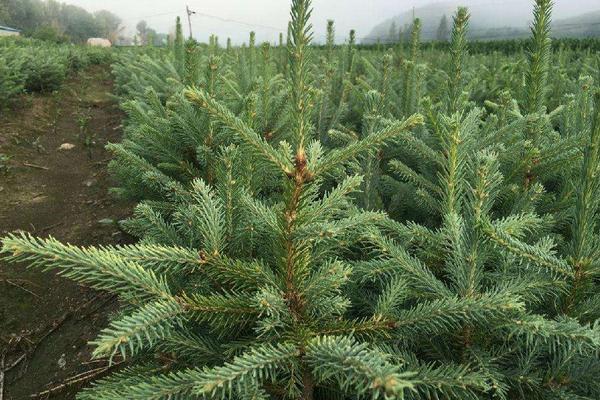 環嗪酮使用方法