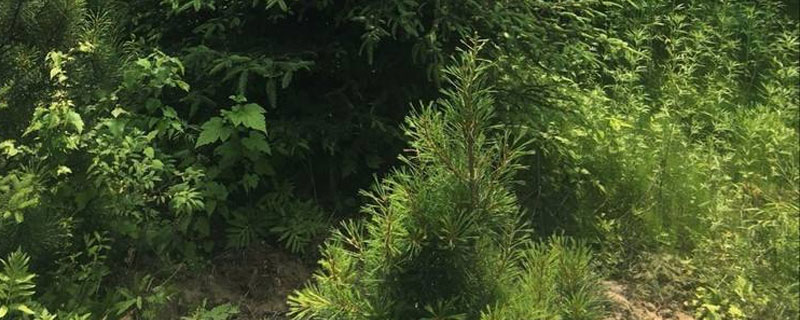 環嗪酮使用方法