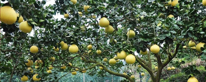 柚子施肥方法和時間